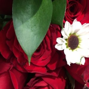 Meet your Posher, Ginger